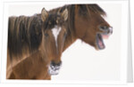 Mustang Yawning by Anonymous