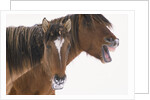 Mustang Yawning by Anonymous