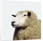 Wooly Sheep by Anonymous