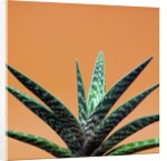 Aloe plant in front of orange background by Anonymous