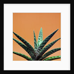 Aloe plant in front of orange background by Anonymous