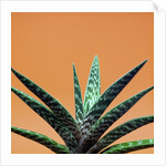 Aloe plant in front of orange background by Anonymous