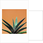 Aloe plant in front of orange background by Anonymous