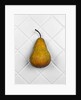 Pear in front of white background by Anonymous
