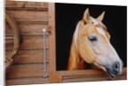 Horse sticking head out stable window by Anonymous