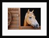 Horse sticking head out stable window by Anonymous