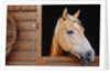 Horse sticking head out stable window by Anonymous