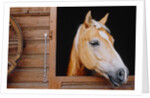 Horse sticking head out stable window by Anonymous