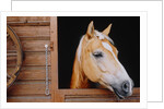 Horse sticking head out stable window by Anonymous