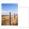Wooden fence on meadow, St Peter-Ording, Germany by Anonymous