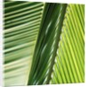 Frond by Anonymous