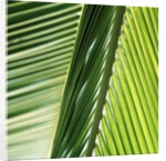 Frond by Anonymous