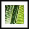 Frond by Anonymous