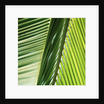 Frond by Anonymous