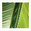 Frond by Anonymous