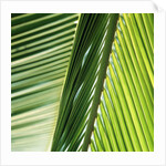 Frond by Anonymous