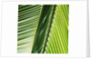Frond by Anonymous
