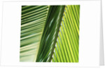 Frond by Anonymous