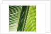 Frond by Anonymous