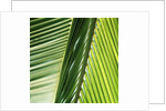 Frond by Anonymous