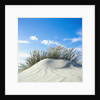 Sand dune with beach grass, (Eiderstedt), Schleswig-Holstein, Germany by Anonymous