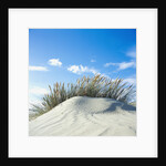 Sand dune with beach grass, (Eiderstedt), Schleswig-Holstein, Germany by Anonymous