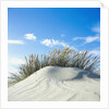 Sand dune with beach grass, (Eiderstedt), Schleswig-Holstein, Germany by Anonymous