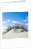 Sand dune with beach grass, (Eiderstedt), Schleswig-Holstein, Germany by Anonymous