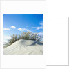 Sand dune with beach grass, (Eiderstedt), Schleswig-Holstein, Germany by Anonymous