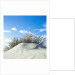 Sand dune with beach grass, (Eiderstedt), Schleswig-Holstein, Germany by Anonymous