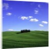 Cypress trees, Tuscany, Italy (near Torrenieri) by Anonymous