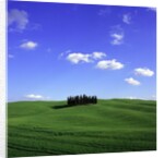 Cypress trees, Tuscany, Italy (near Torrenieri) by Anonymous