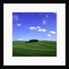 Cypress trees, Tuscany, Italy (near Torrenieri) by Anonymous
