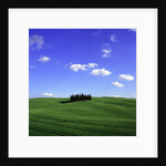 Cypress trees, Tuscany, Italy (near Torrenieri) by Anonymous