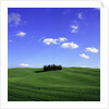 Cypress trees, Tuscany, Italy (near Torrenieri) by Anonymous