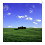 Cypress trees, Tuscany, Italy (near Torrenieri) by Anonymous