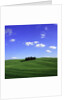 Cypress trees, Tuscany, Italy (near Torrenieri) by Anonymous