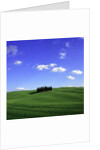 Cypress trees, Tuscany, Italy (near Torrenieri) by Anonymous