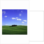 Cypress trees, Tuscany, Italy (near Torrenieri) by Anonymous