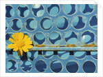 Sunflower by Anonymous