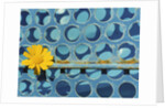 Sunflower by Anonymous