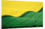 Rape field beside green field by Anonymous