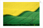 Rape field beside green field by Anonymous