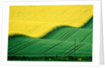 Rape field beside green field by Anonymous