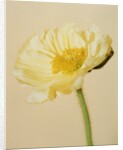 White poppy by Anonymous