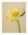 White poppy by Anonymous