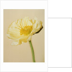 White poppy by Anonymous