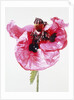 Red poppy blossom by Anonymous