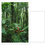 Heliconia flower, Costa Rica by Anonymous