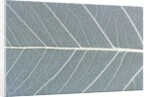 Leaf of a poplar, macro shot by Anonymous